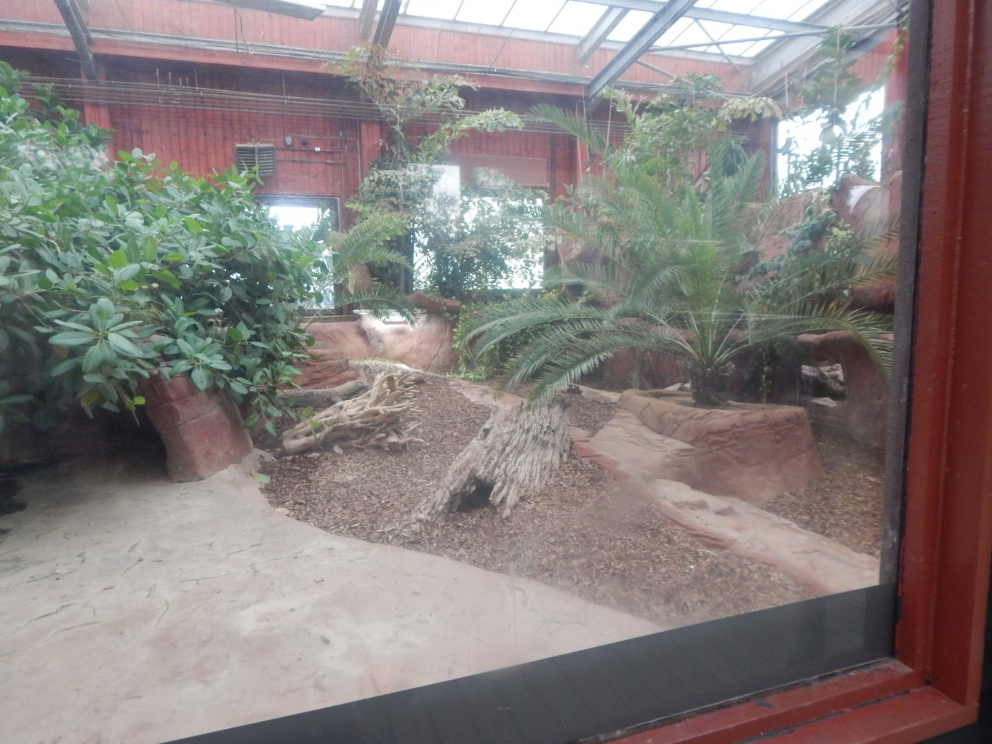 Dragons of Komodo 110925