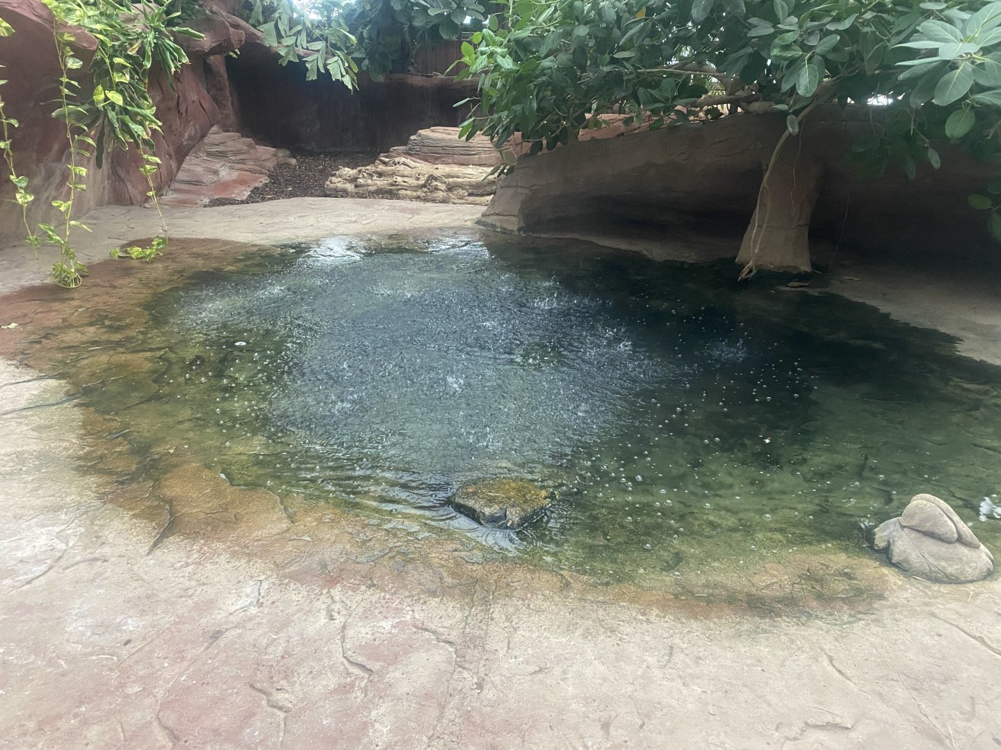 Dragons of Komodo 110925