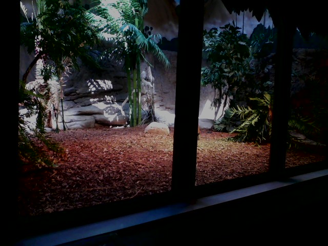 Dragons!- Part of the Indoor Komodo Dragon exhibit