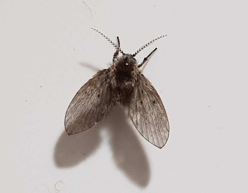 Drain fly-species