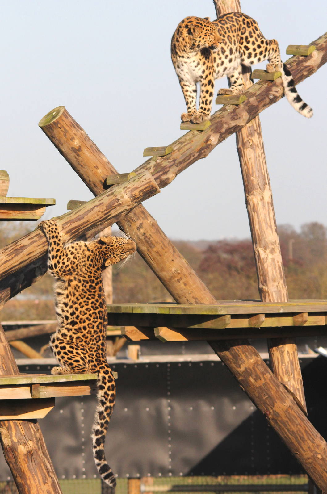 Drake and Freya. 24-1-15