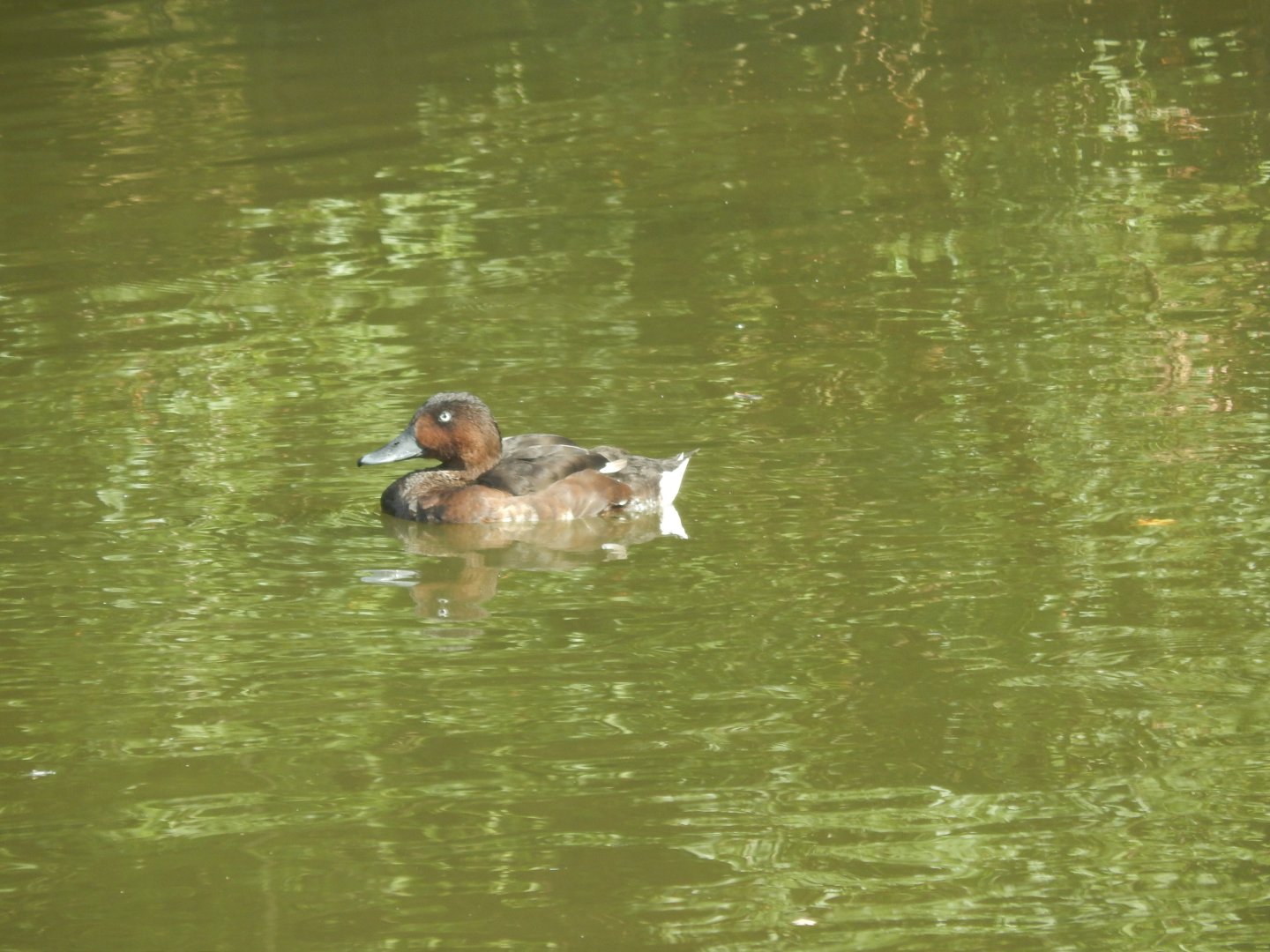 drake Baer's Pochard in eclipse plumage