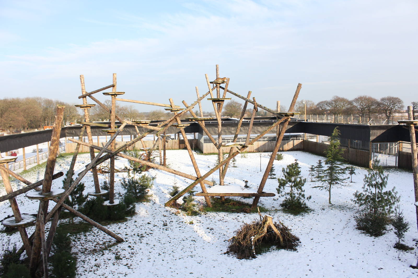 Drake in his huge snowy enclosure 27-12-14