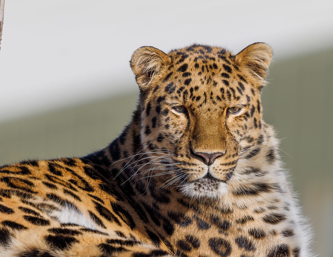 "Drake" the male amur Leopard