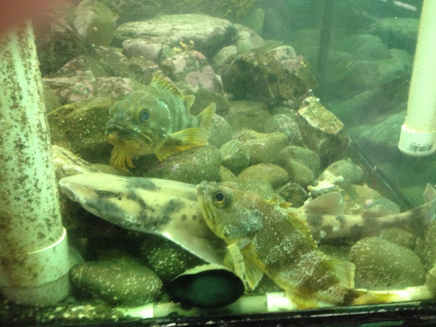 Draughtsboard Shark (Cephaloscyllium isabellum) & Sea Perch (Helicolenus percoides)