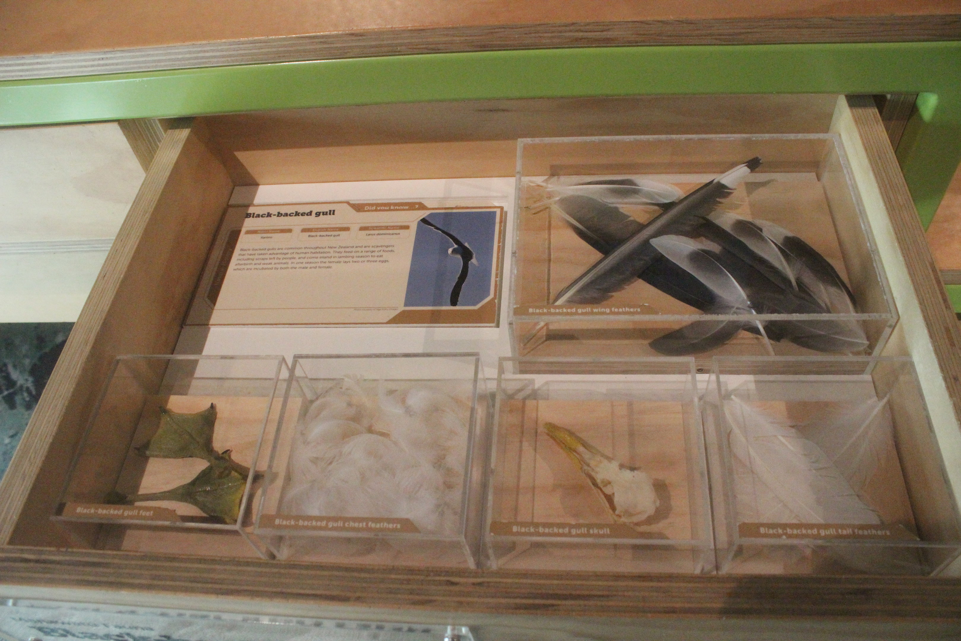 Drawer with body parts of Kelp Gull