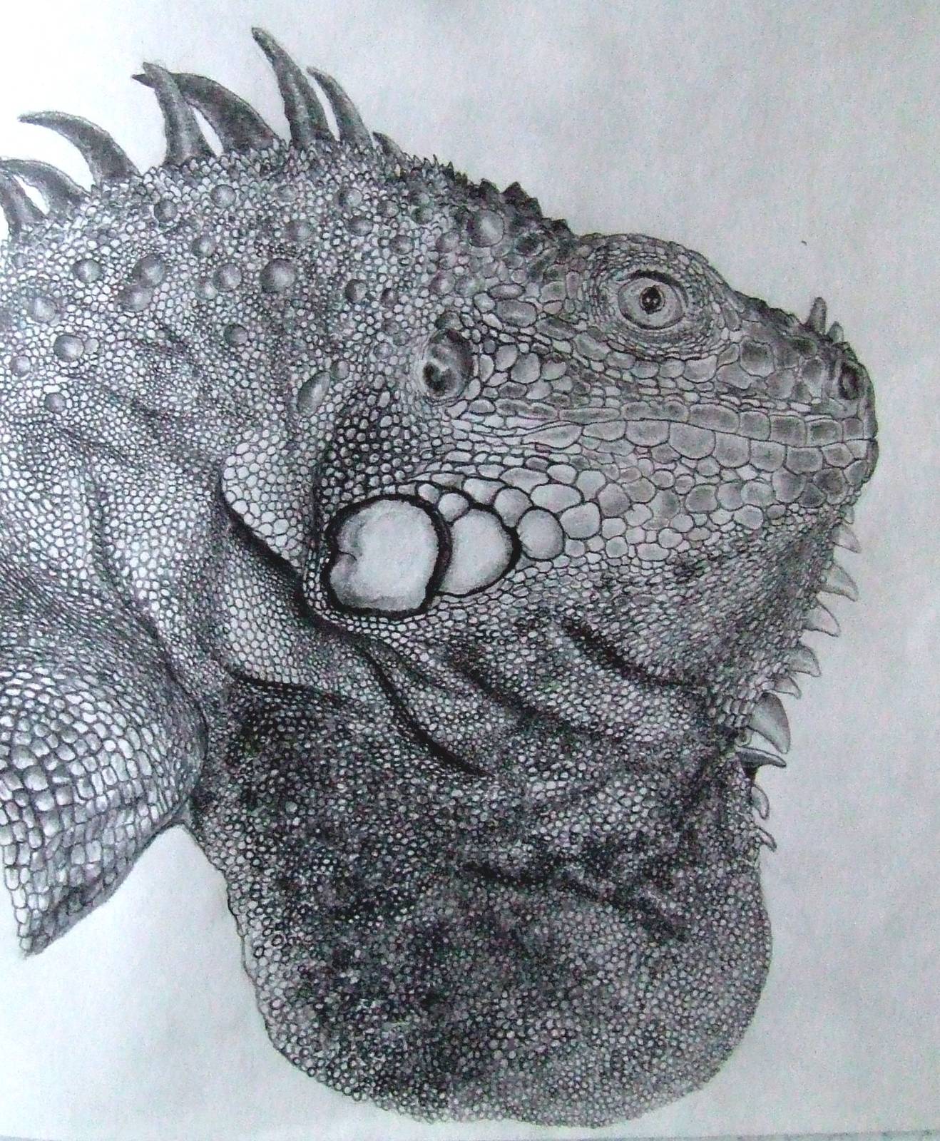 Drawing, Iguana iguana rhinolopha
