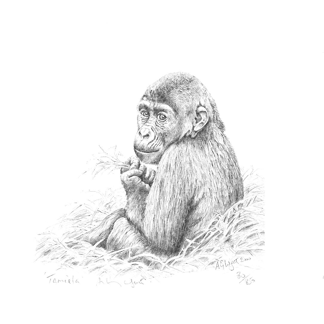 Drawing of Tamiela the gorilla by Anthony G Wyatt