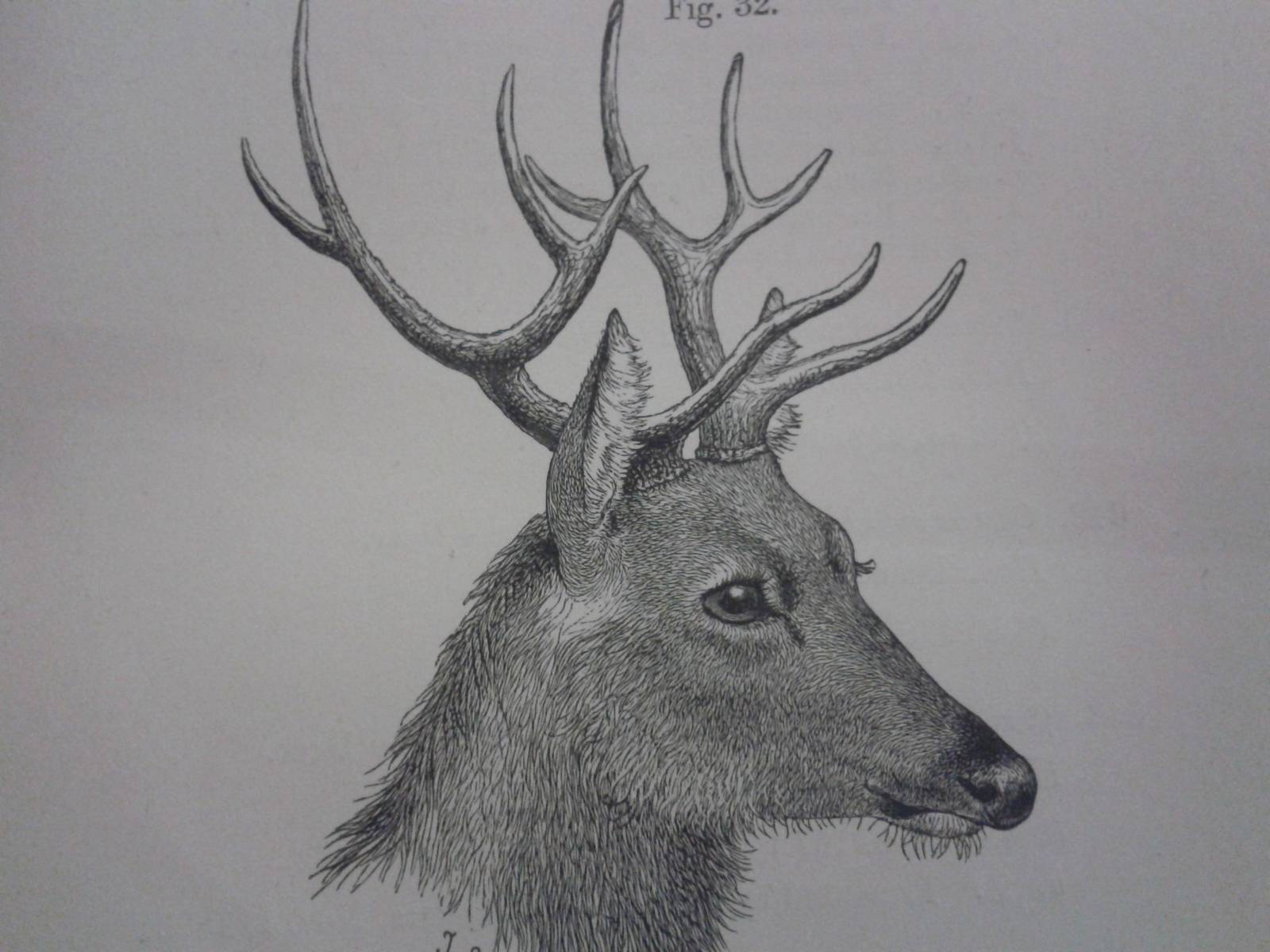 drawing Schomburgk´s deer