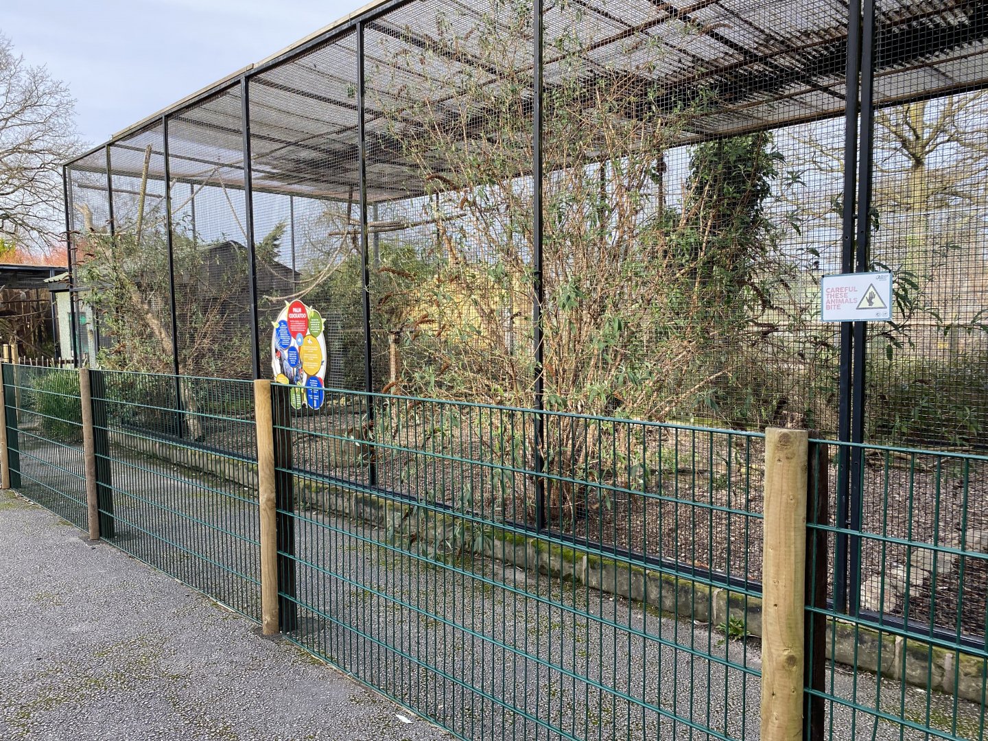 Drayton manor theme park zoo, palm cockatoos