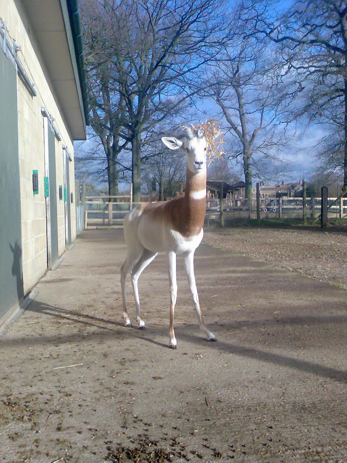 "Dream" Bull Dama Gazelle