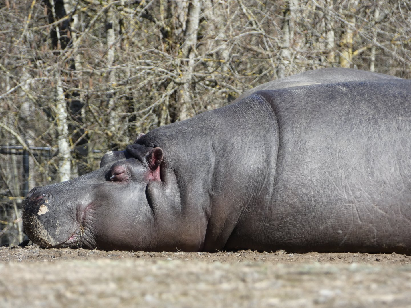 Dreaming (Common hippopatamus)