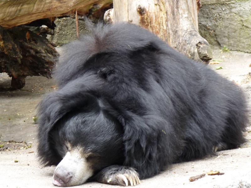 Dreaming of his new home ?