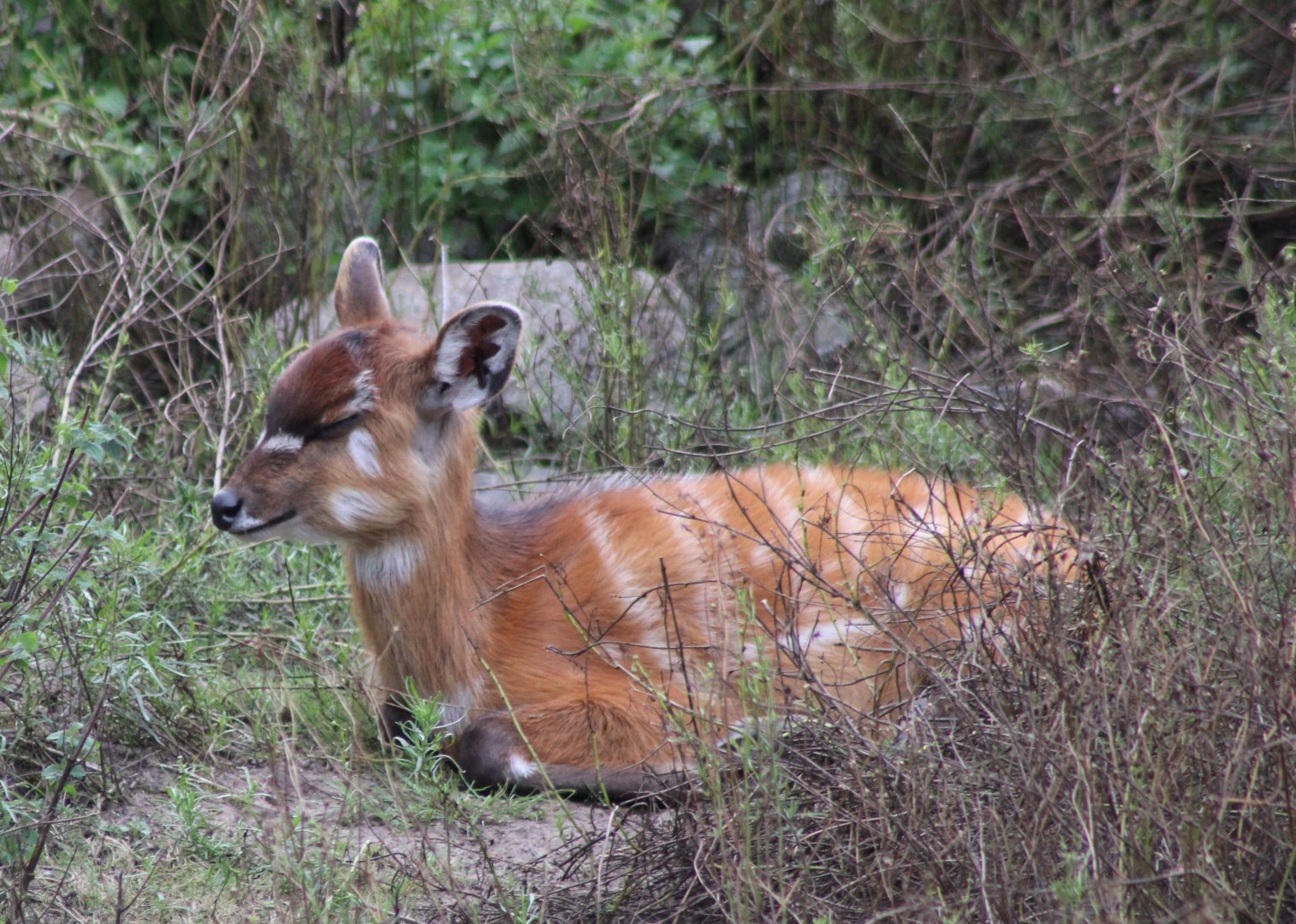 Dreaming Sitatunga