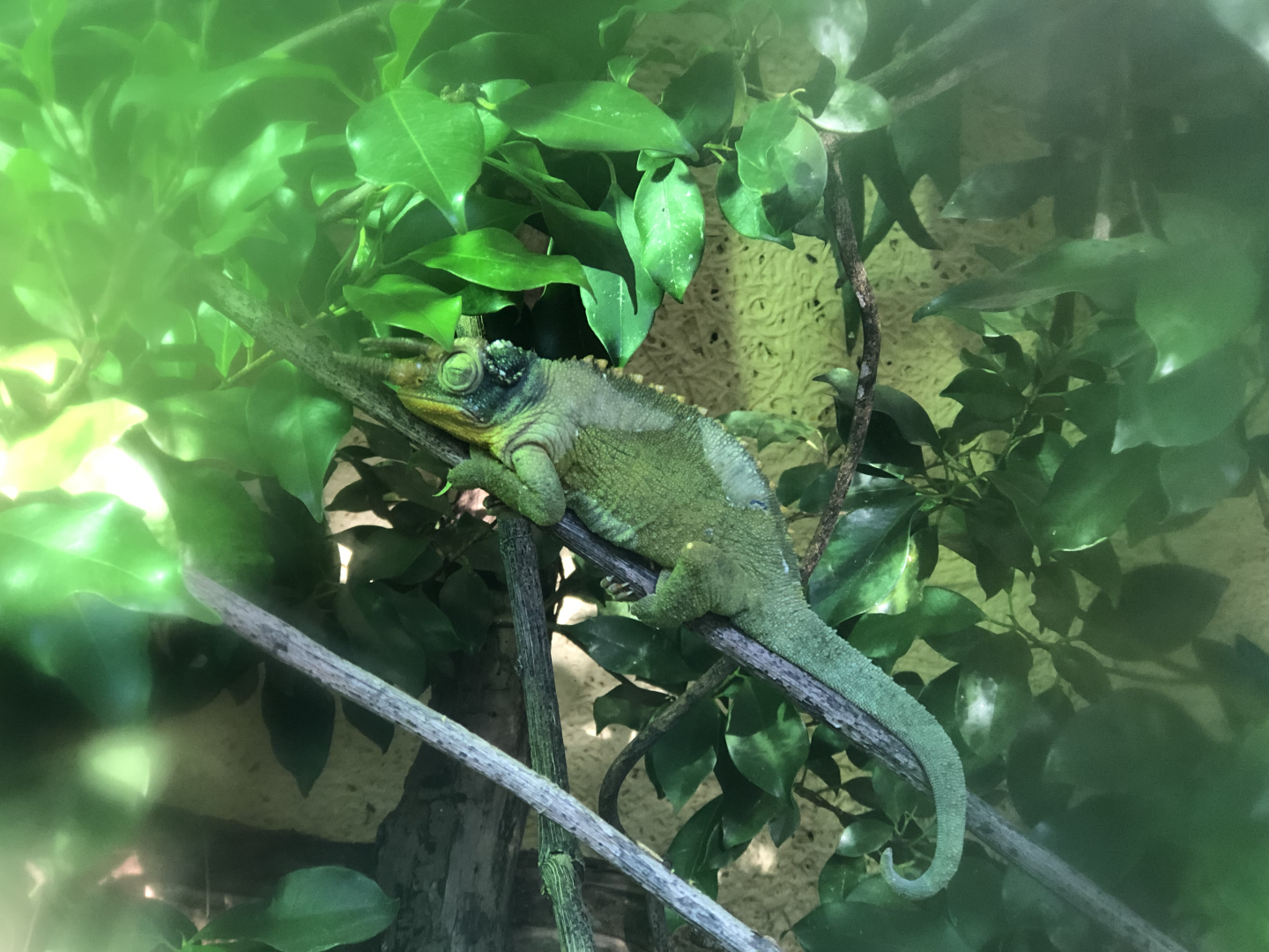 Dreamy Jackson's Chameleon
