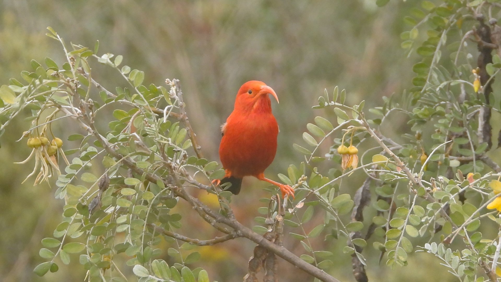 Drepanis coccinea (Haleakalā National Park)