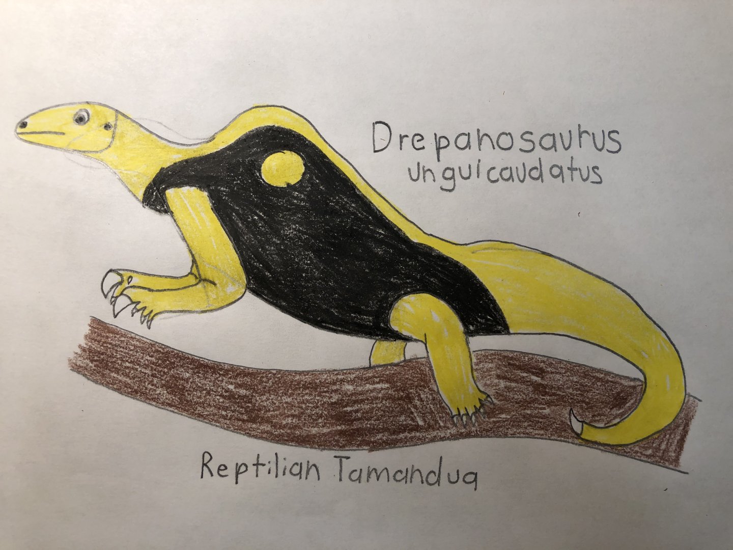 Drepanosaurus unguicaudatus