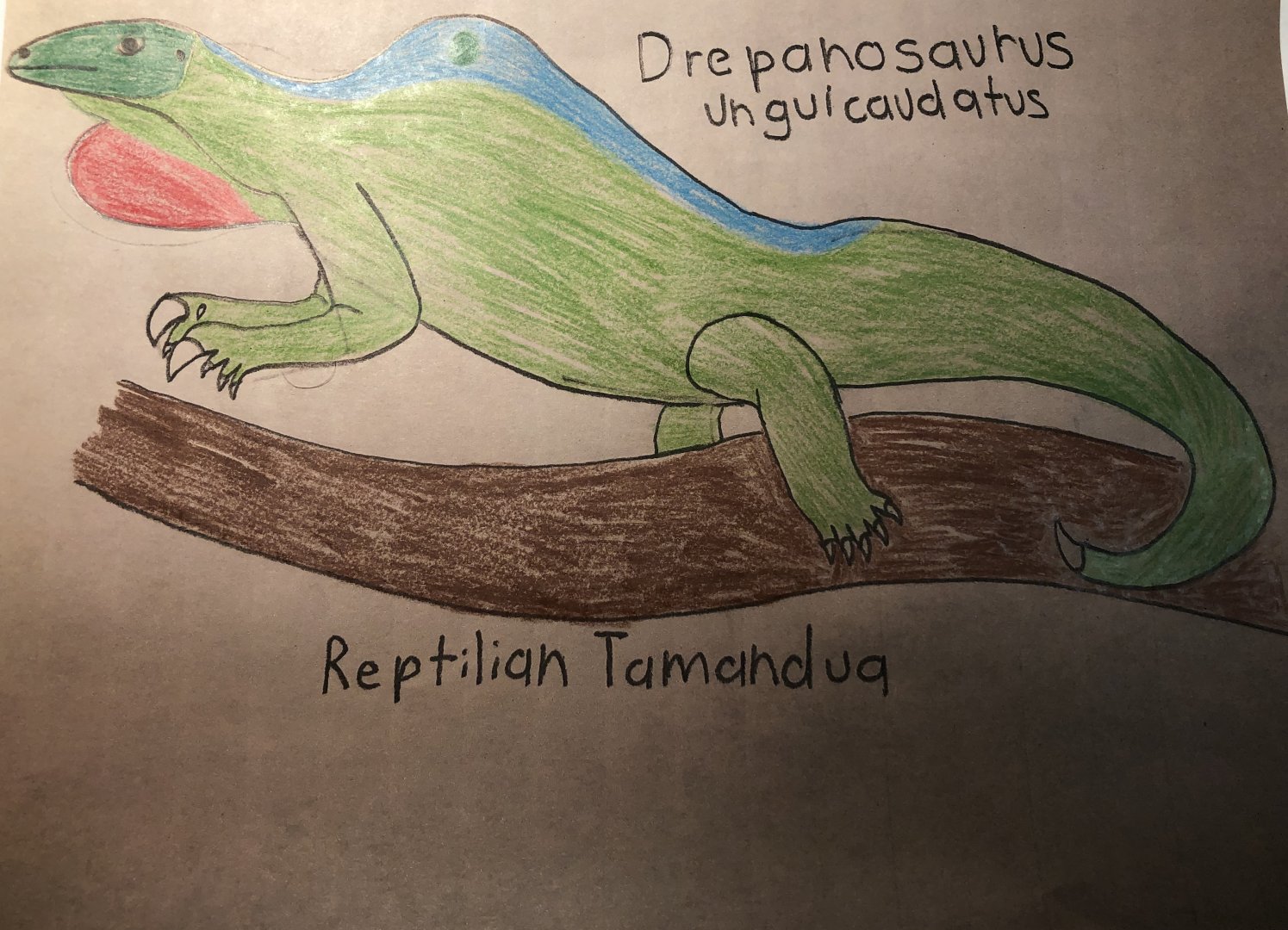 Drepanosaurus unguicaudatus