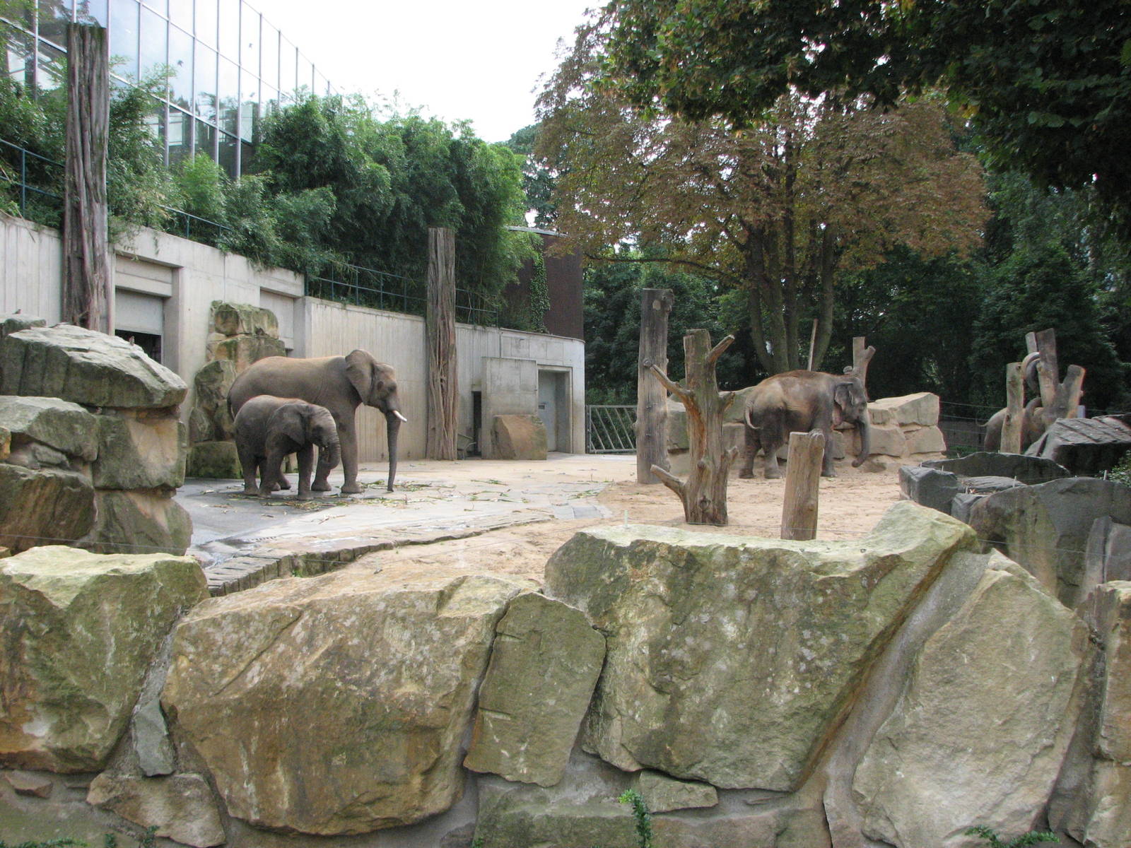 Dresden Zoo 2008 - African Elephants and the single Asiatic Elephant