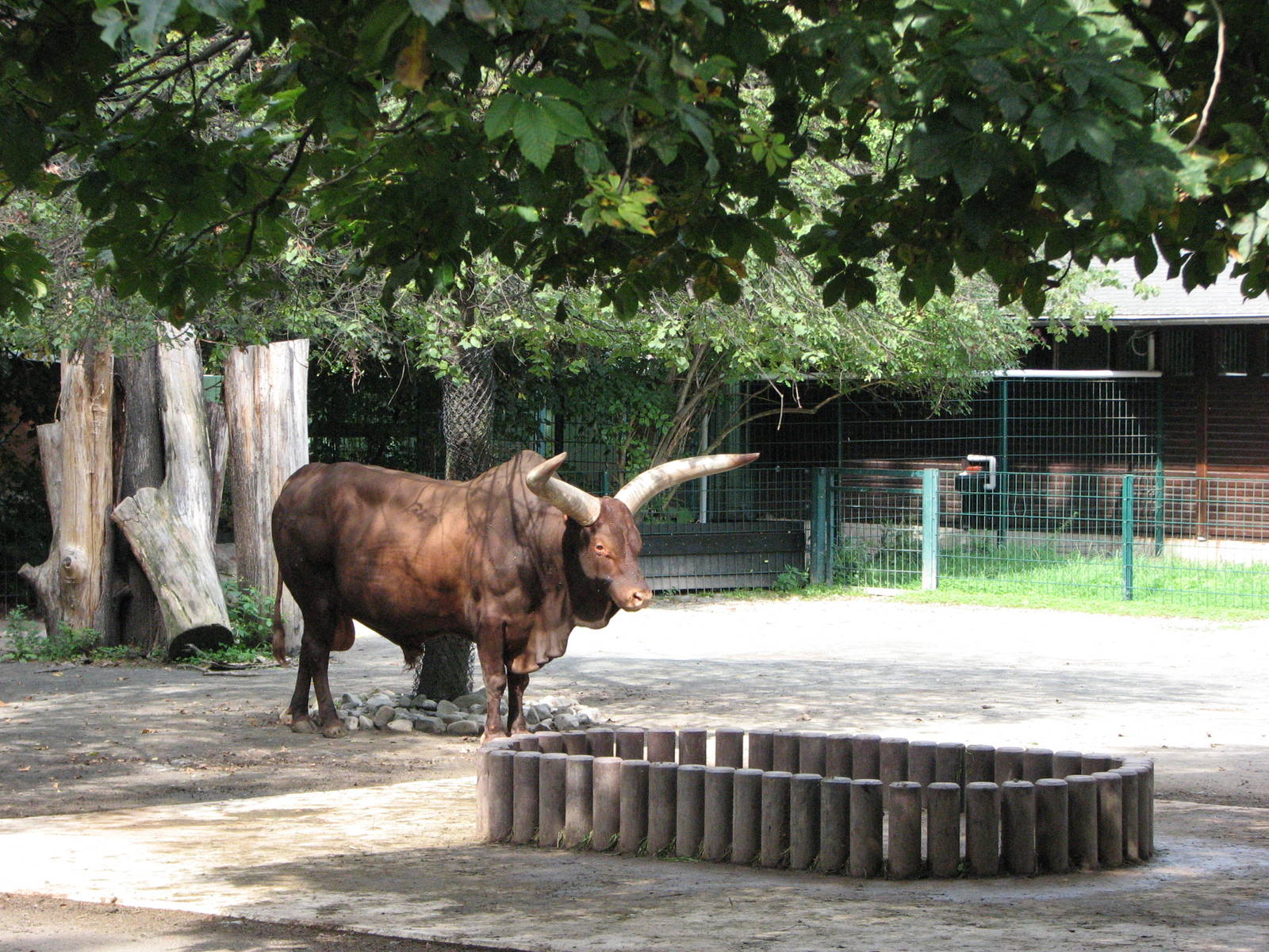 Dresden Zoo 2008 - Ankole Cattle bull