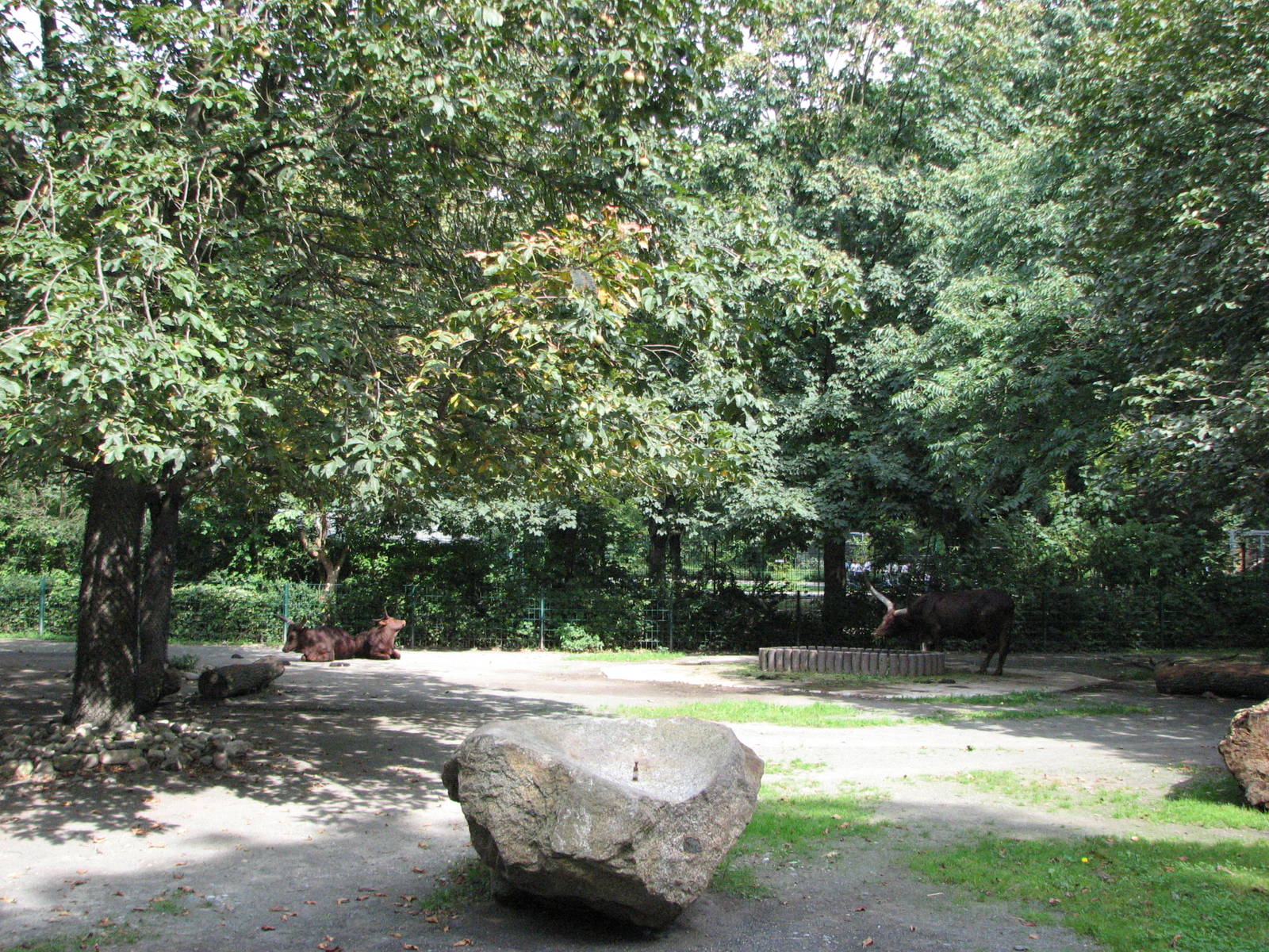 Dresden Zoo 2008 - Ankole Cattle enclosure