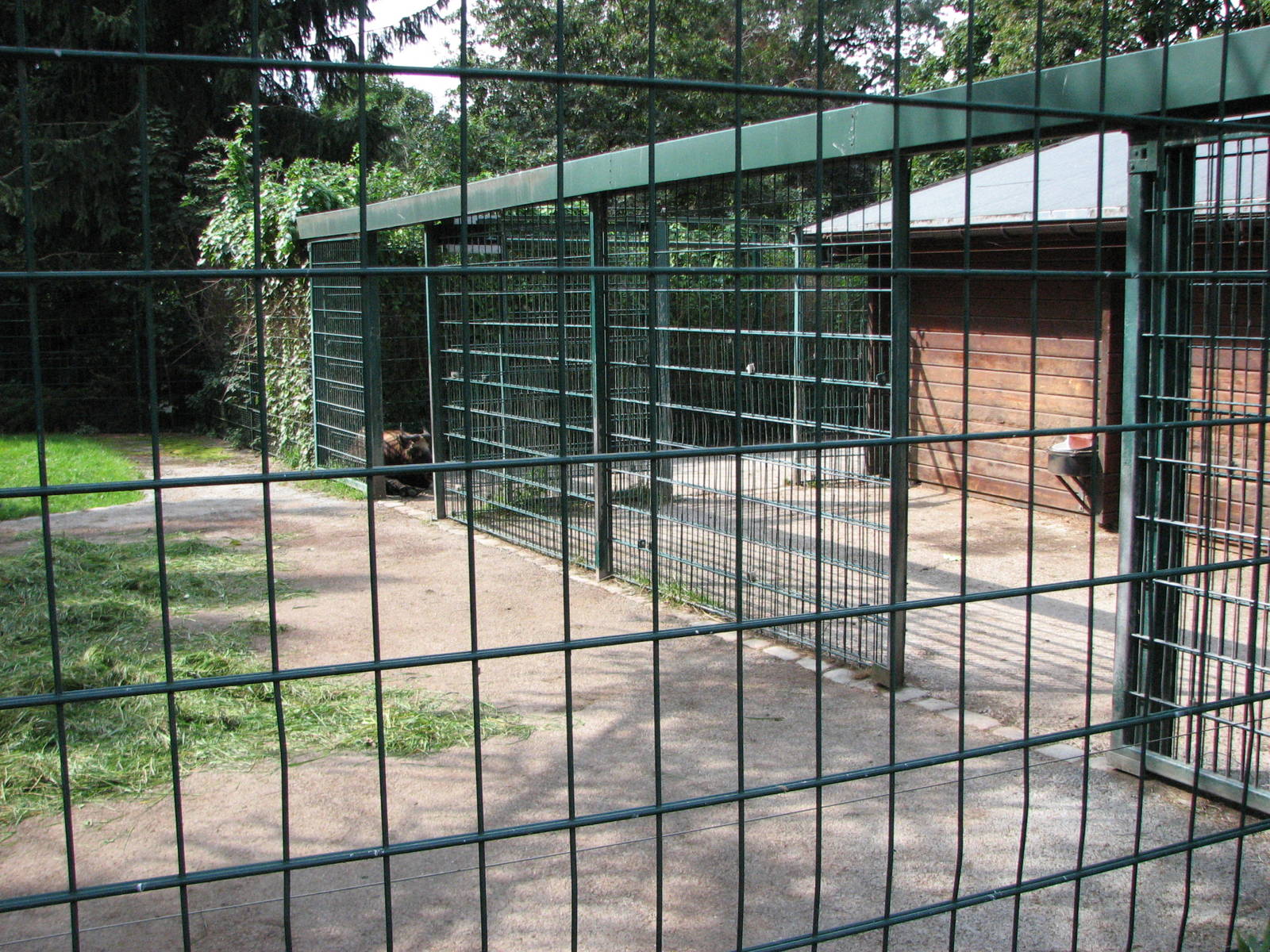 Dresden Zoo 2008 - Back of the Mishmi Takin enclosure