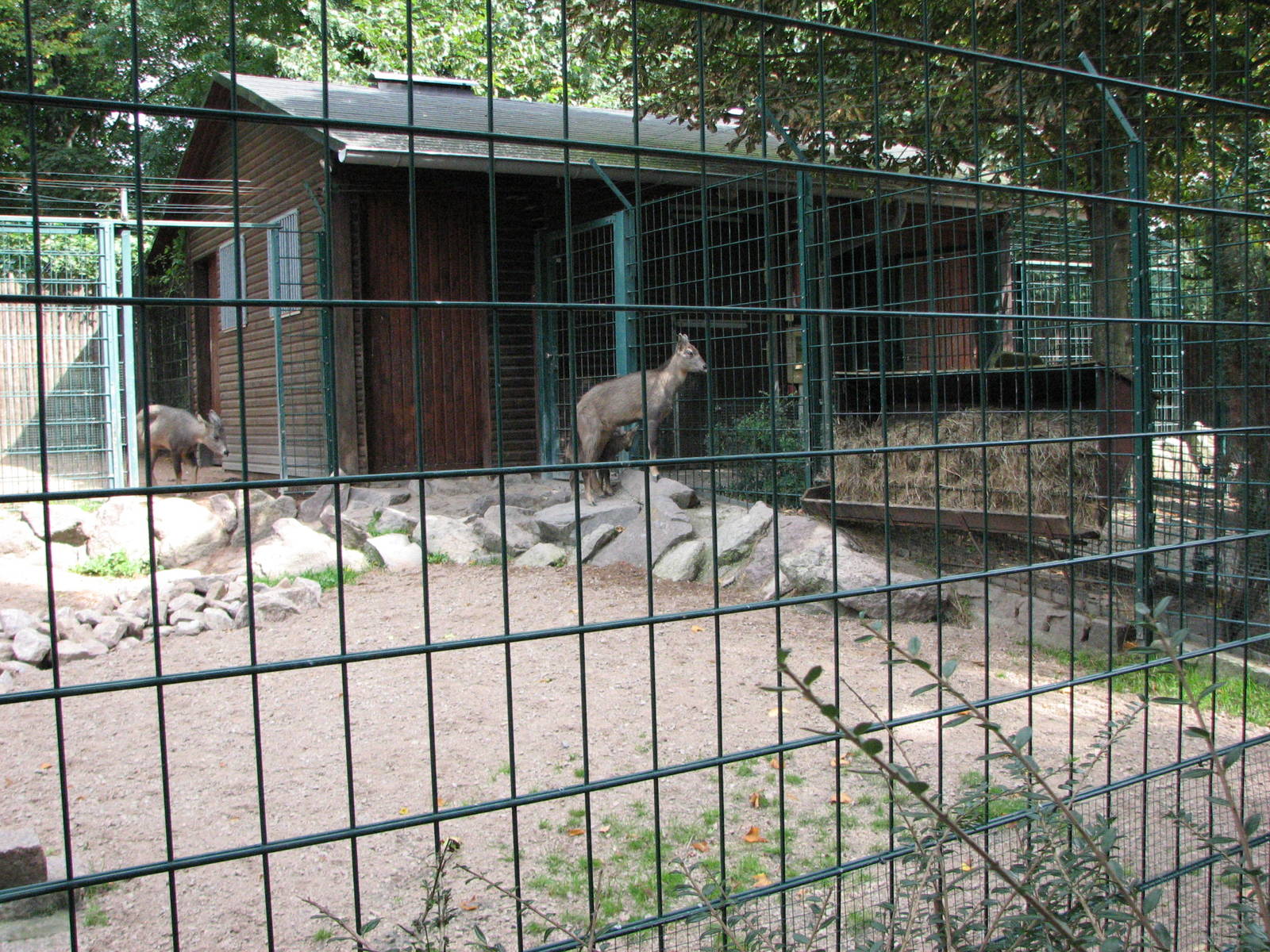 Dresden Zoo 2008 - Chinese Goral enclosure