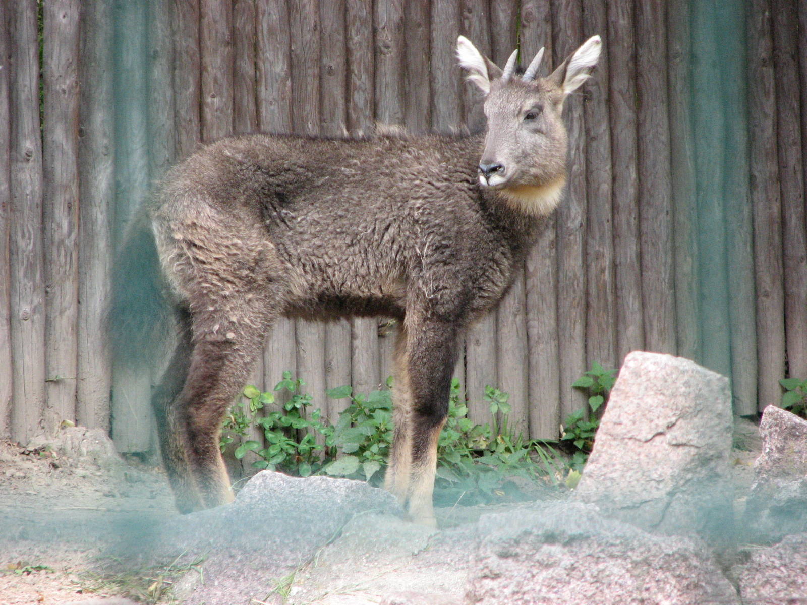 Dresden Zoo 2008 - Chinese Goral