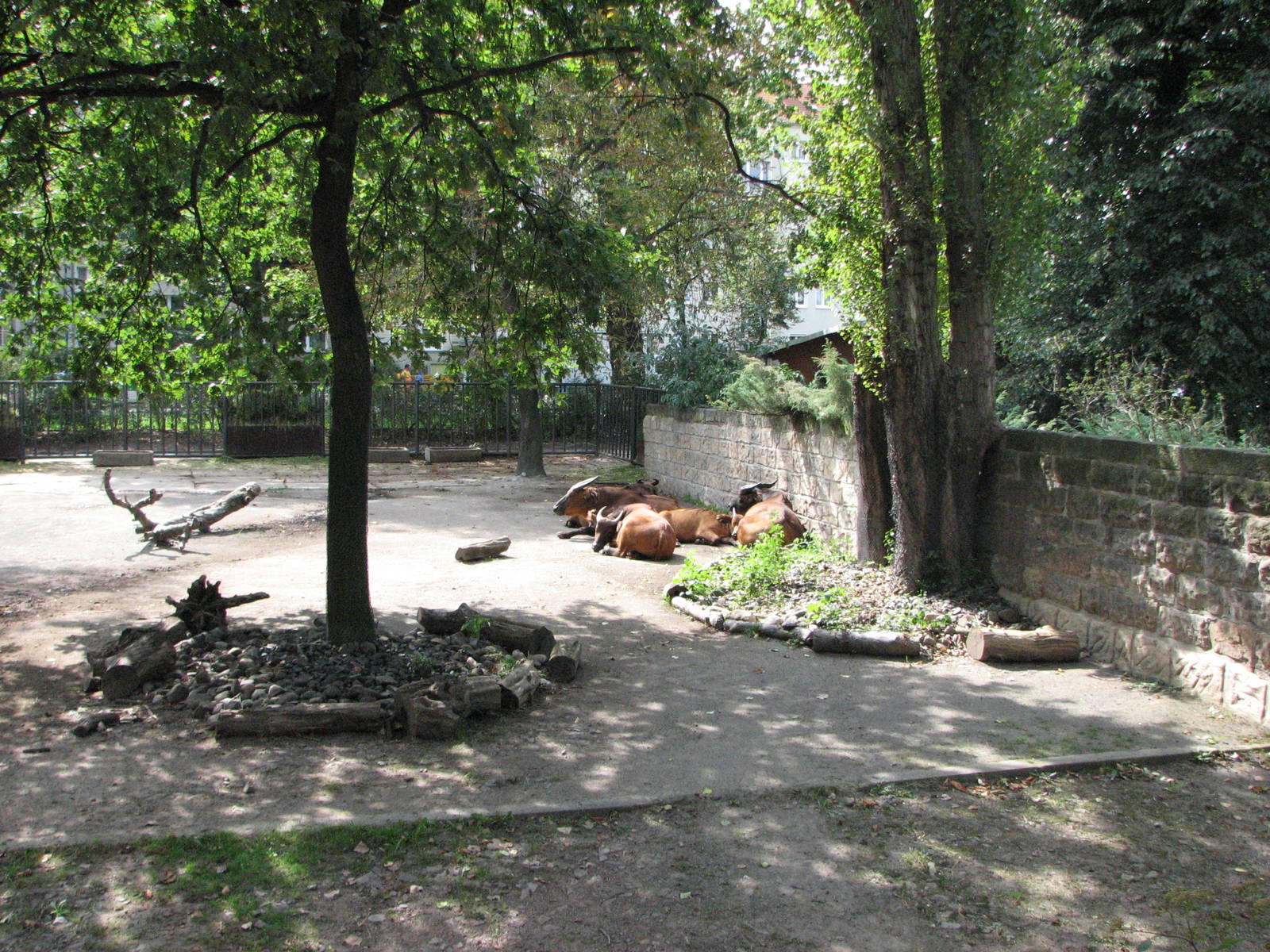 Dresden Zoo 2008 - Congo Buffalo exhibit