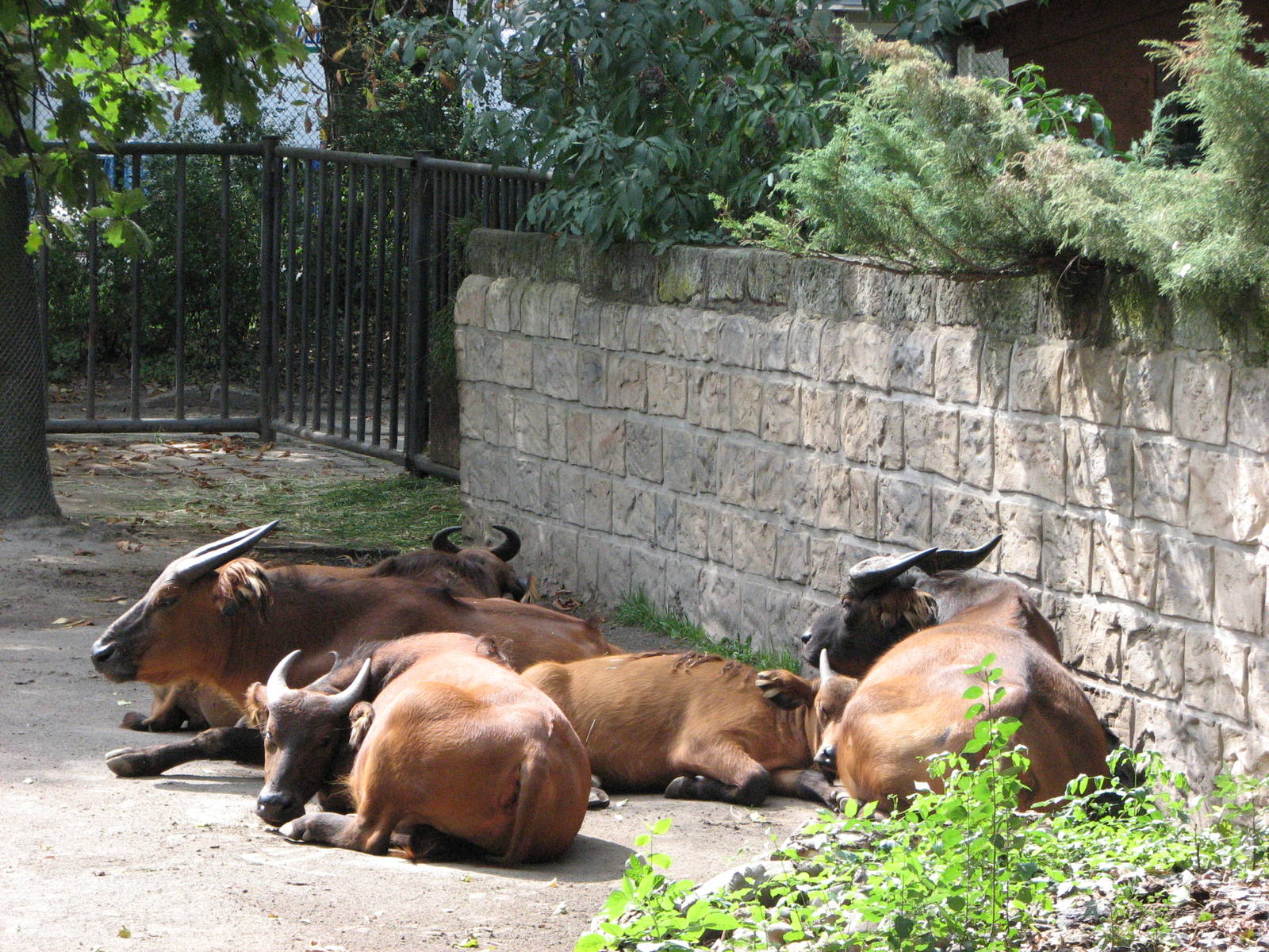 Dresden Zoo 2008 - Congo Buffalos