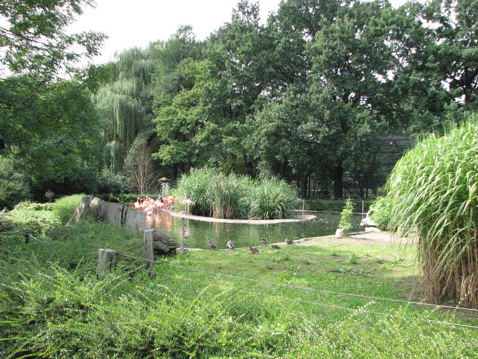 Dresden Zoo 2008 - Flamingo Lagoon
