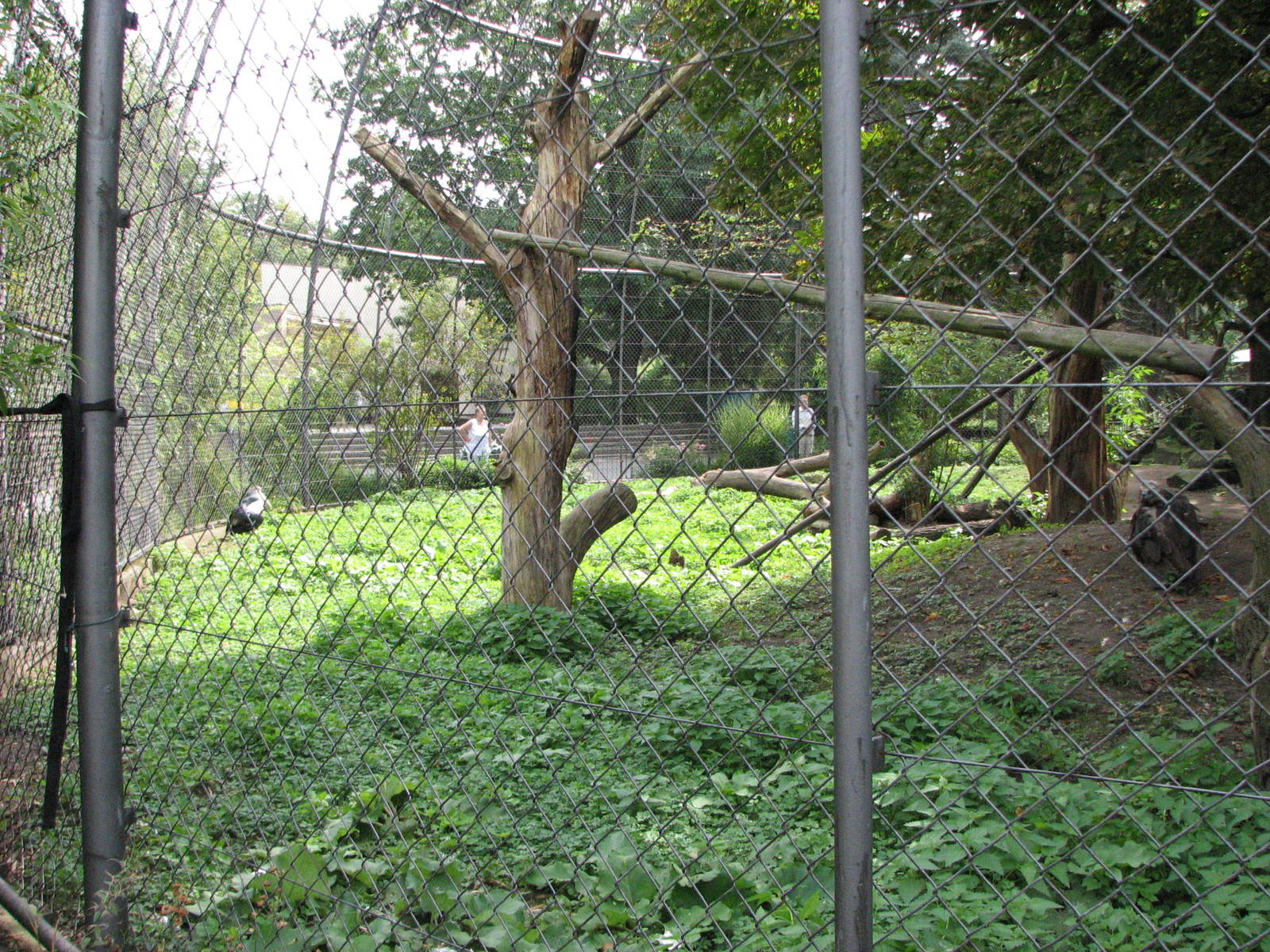 Dresden Zoo 2008 - Front of the mixed Gelada Baboon and Vulture enclosure