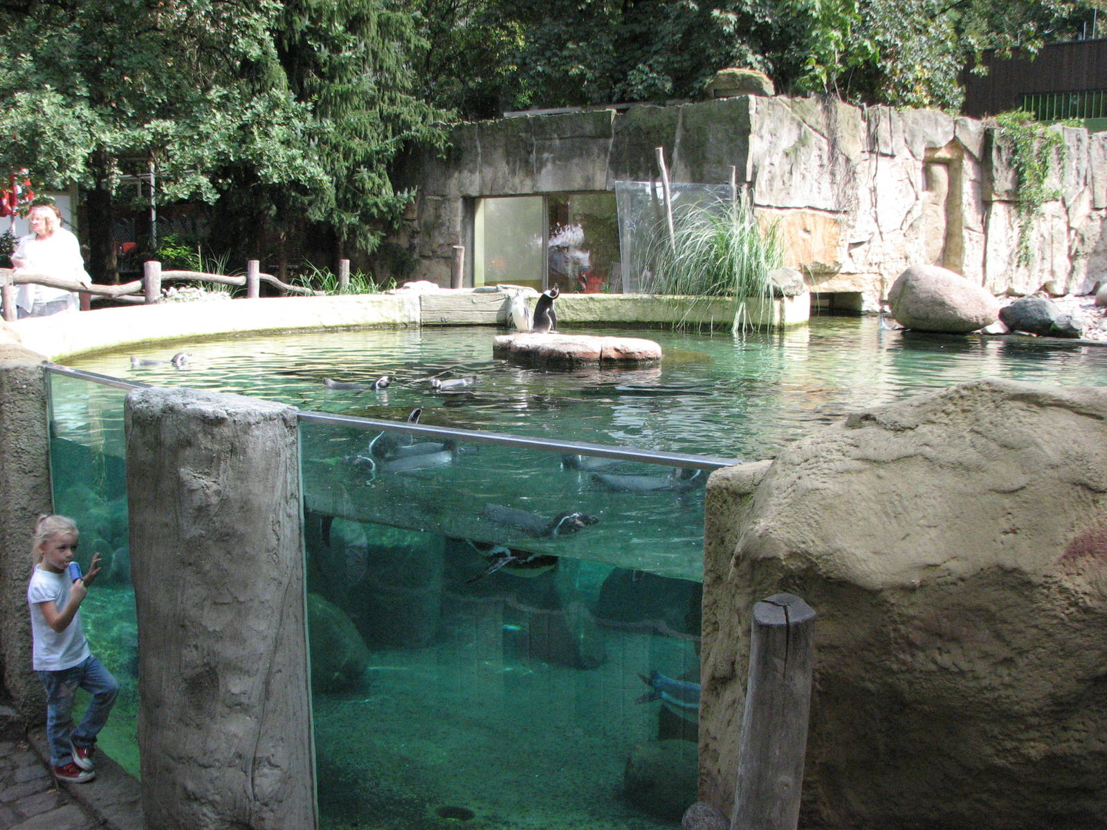 Dresden Zoo 2008 - Humboldt Penguin exhibit