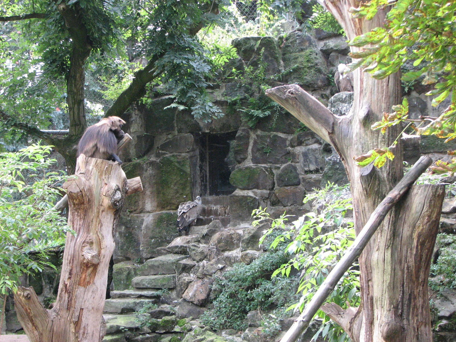 Dresden Zoo 2008 - Inside the mixed Gelada Baboon and Vulture enclosure