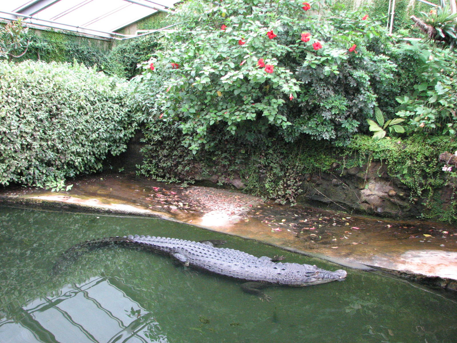 Dresden Zoo 2008 - Inside the Saltwater Crocodile exhibit