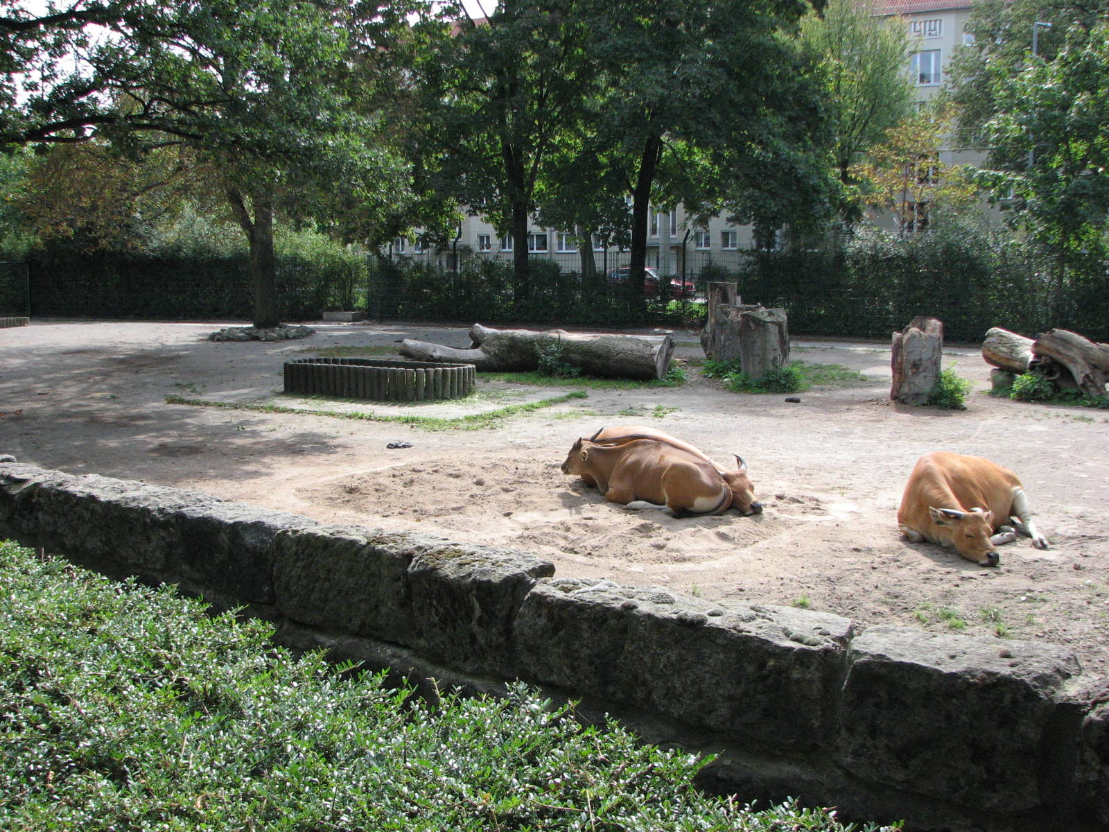 Dresden Zoo 2008 - Javan Banteng exhibit and cows