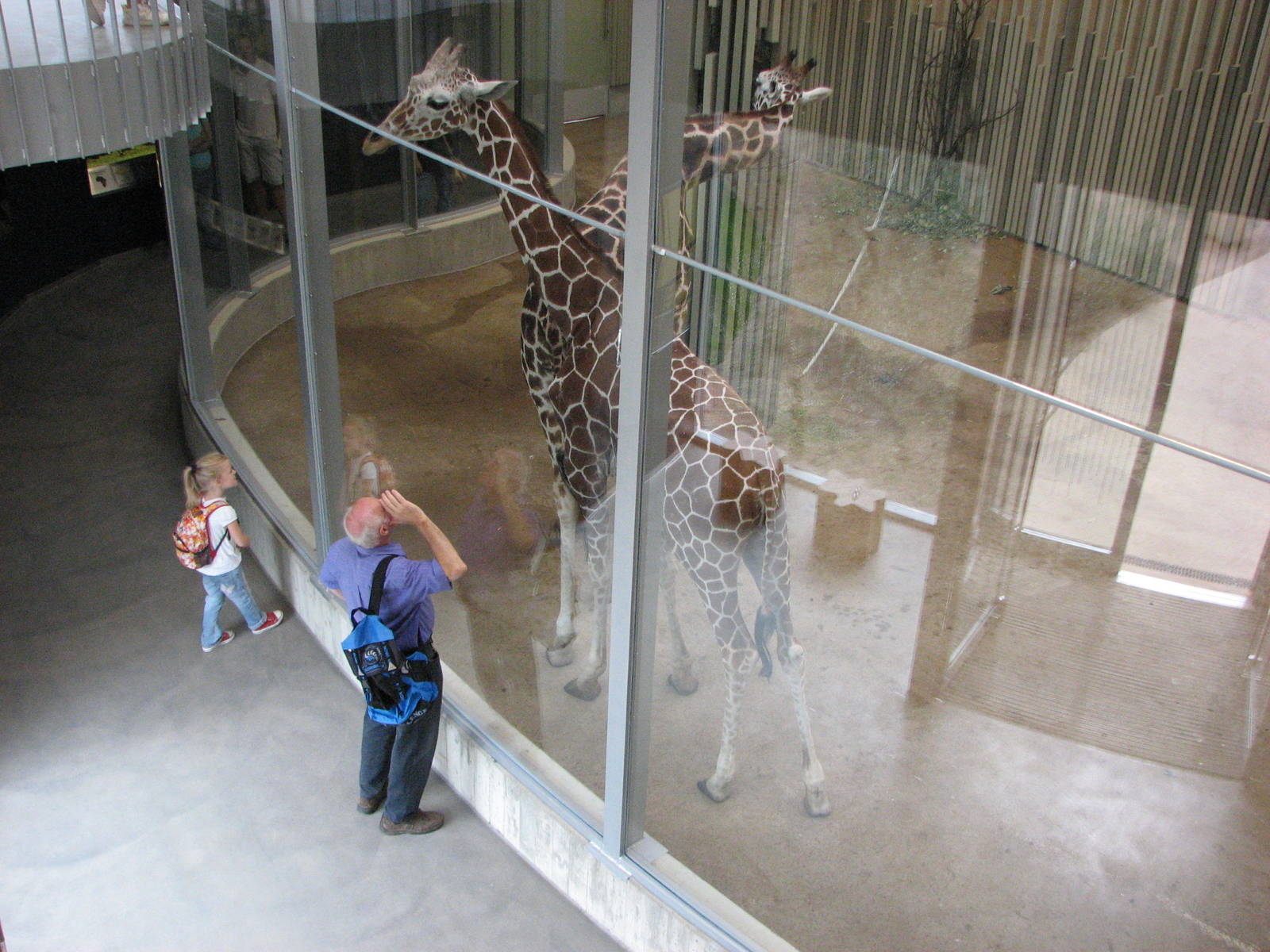 Dresden Zoo 2008 - Lower level of the indoor Giraffe exhibit