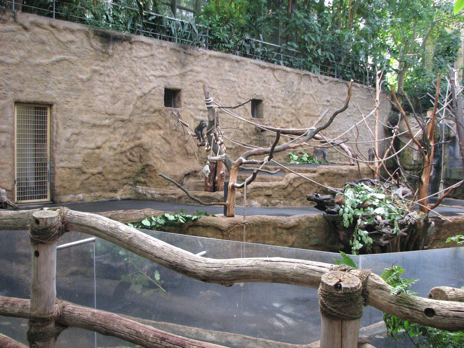 Dresden Zoo 2008 - Mandrill exhibit inside the Africa House