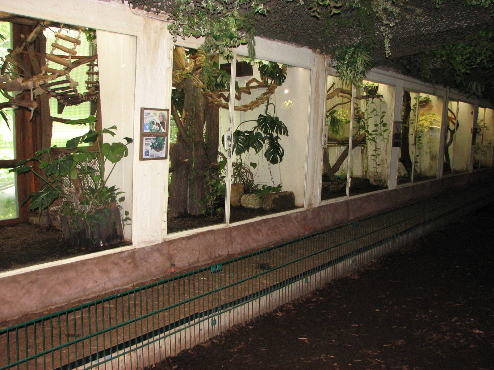 Dresden Zoo 2008 - Marmoset and Tamarin house