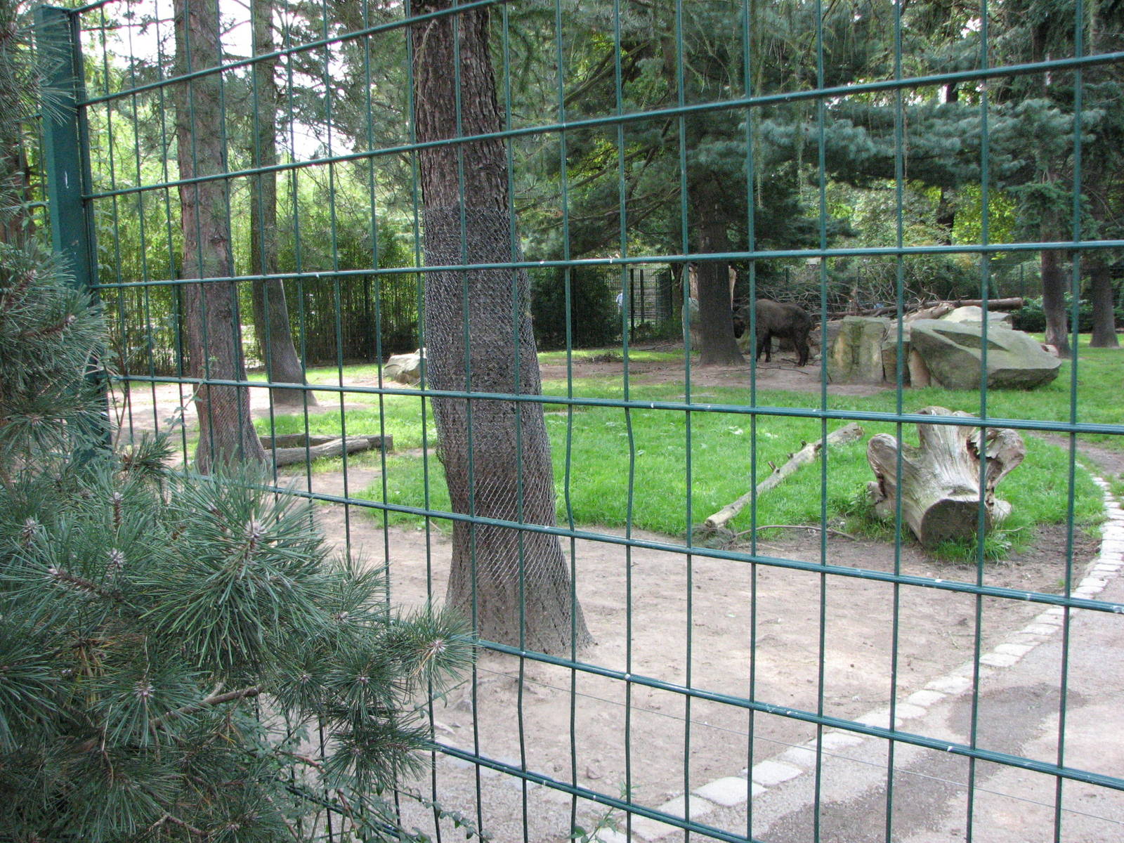 Dresden Zoo 2008 - Mishmi Takin enclosure