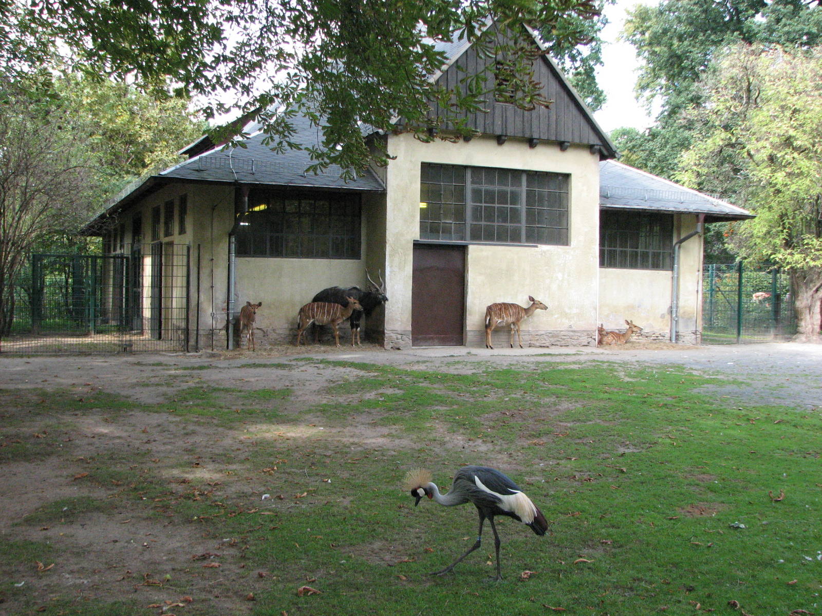 Dresden Zoo 2008 - Nyala and Crowned Crane enclosure