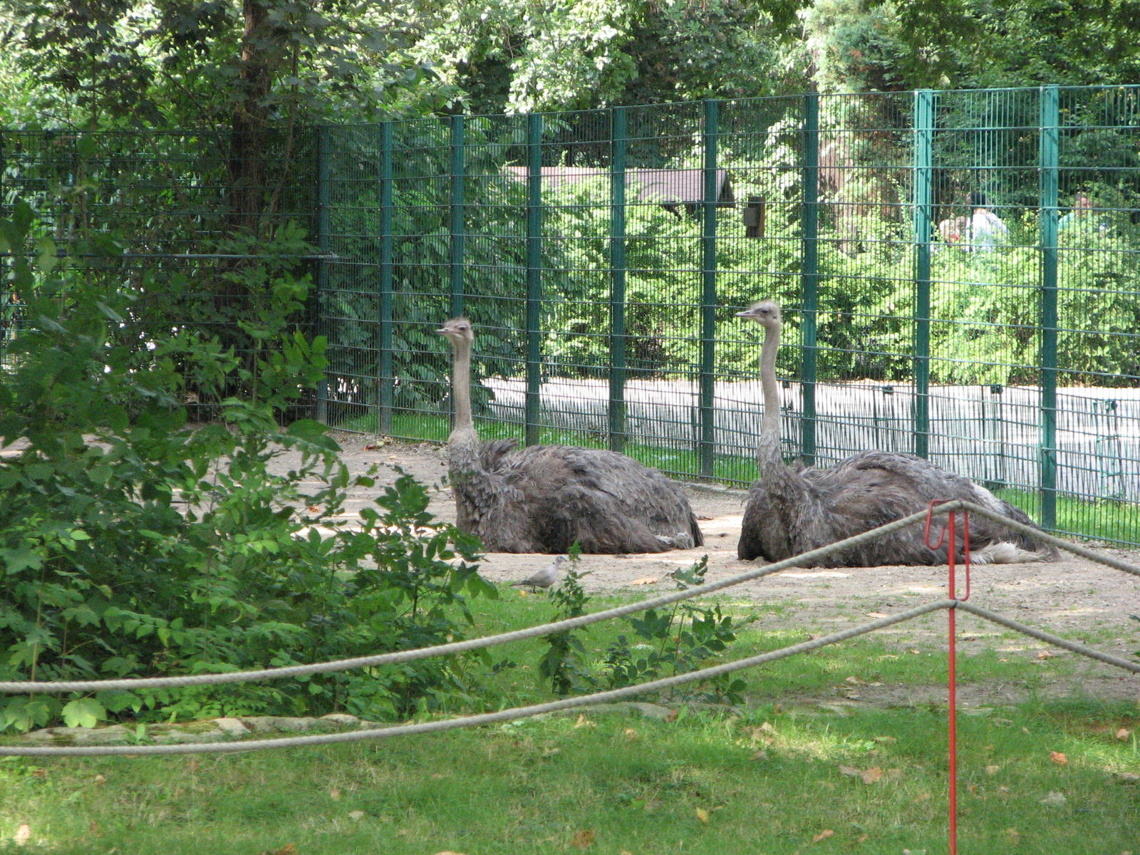 Dresden Zoo 2008 - Ostriches