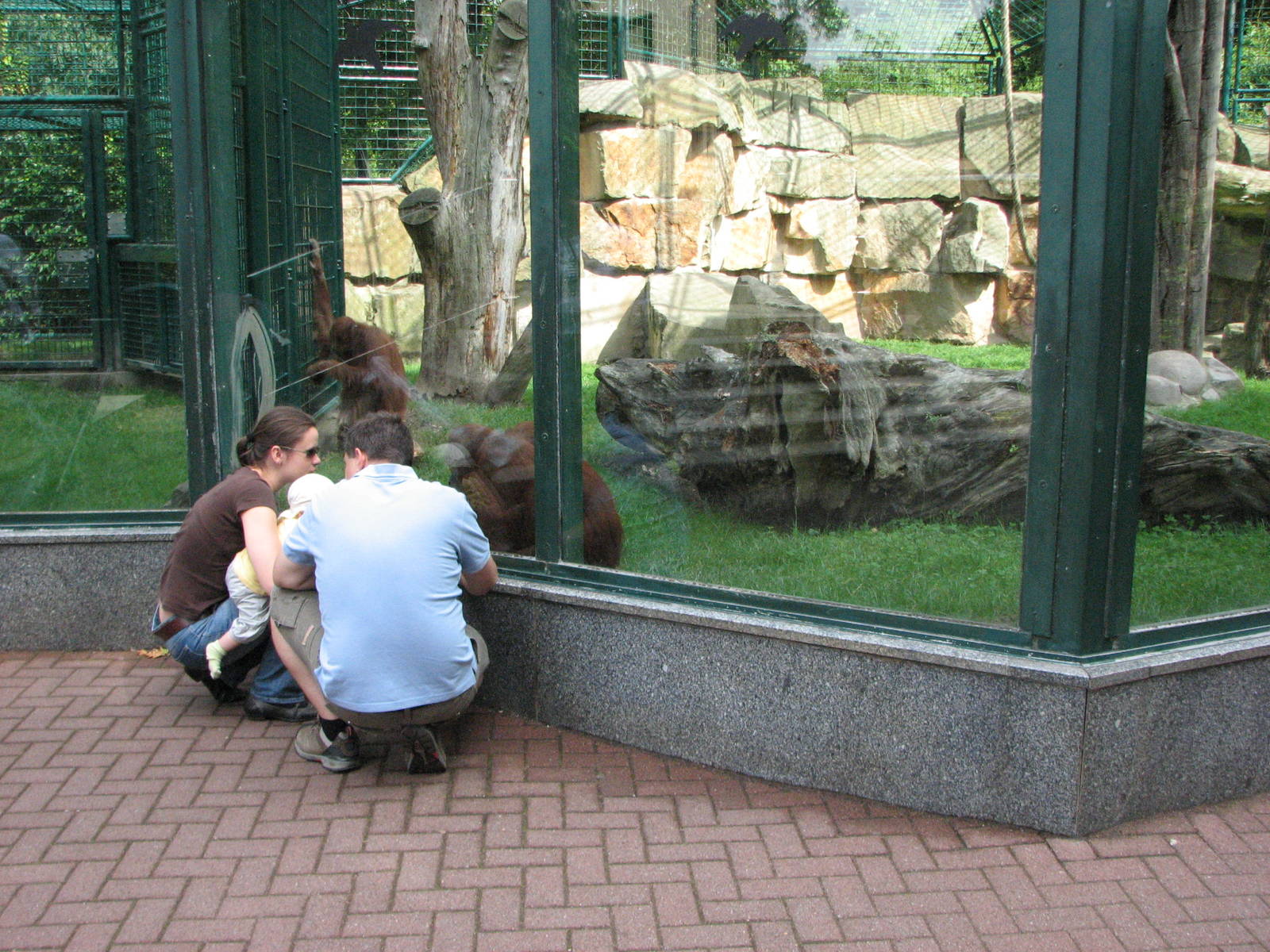 Dresden Zoo 2008 - Outdoor Sumatran Orangutan exhibit