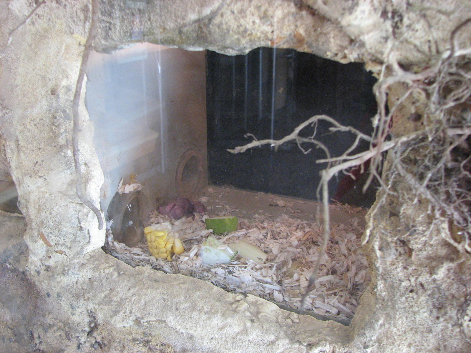 Dresden Zoo 2008 - Part of the Naked Mole Rat exhibit