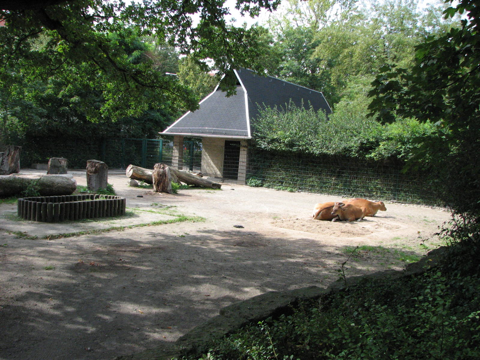Dresden Zoo 2008 - Right side of the Javan Banteng exhibit