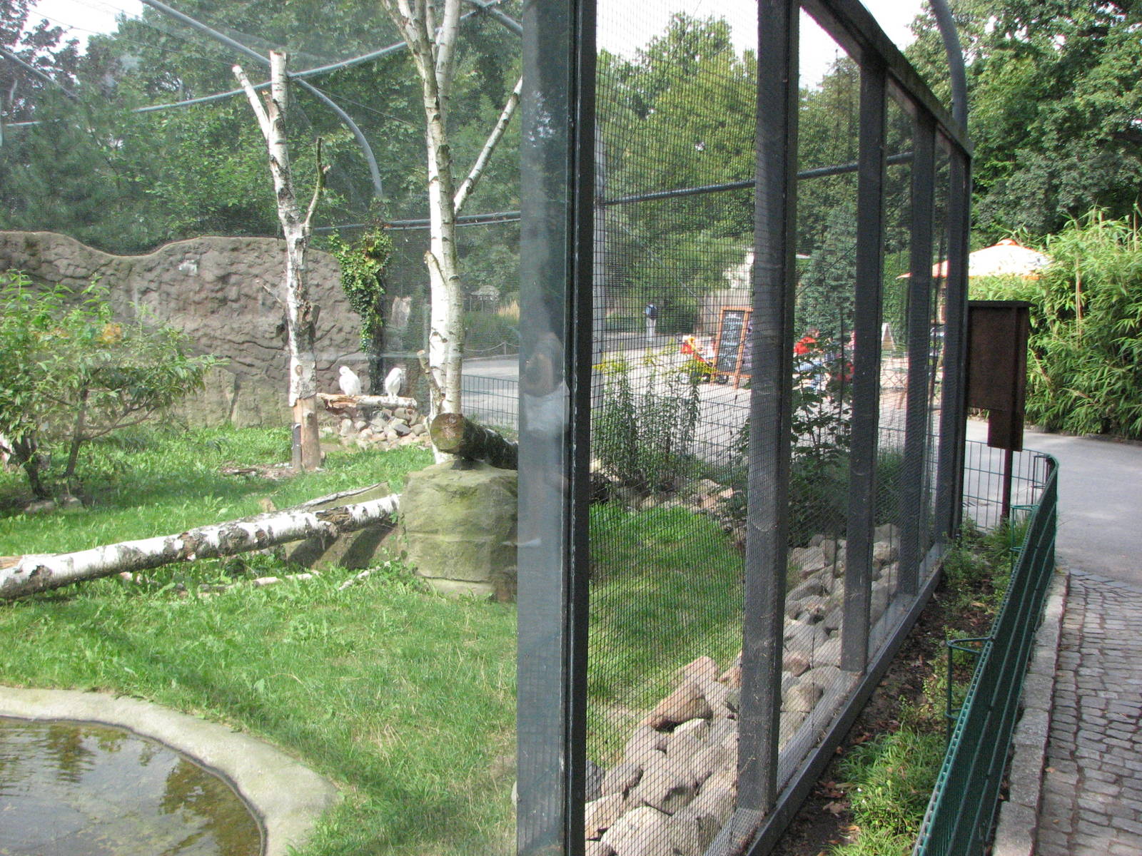Dresden Zoo 2008 - Side of the Snowy Owl