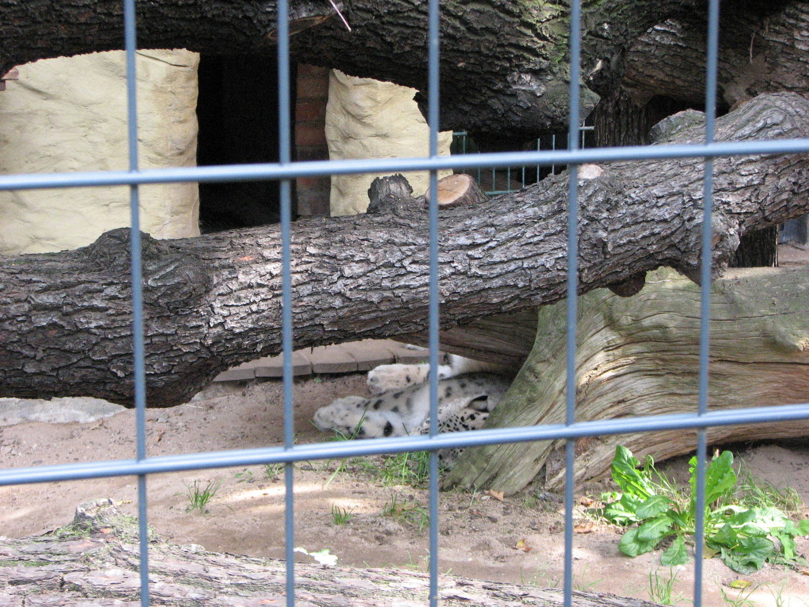 Dresden Zoo 2008 - Snow Leopard sleeping