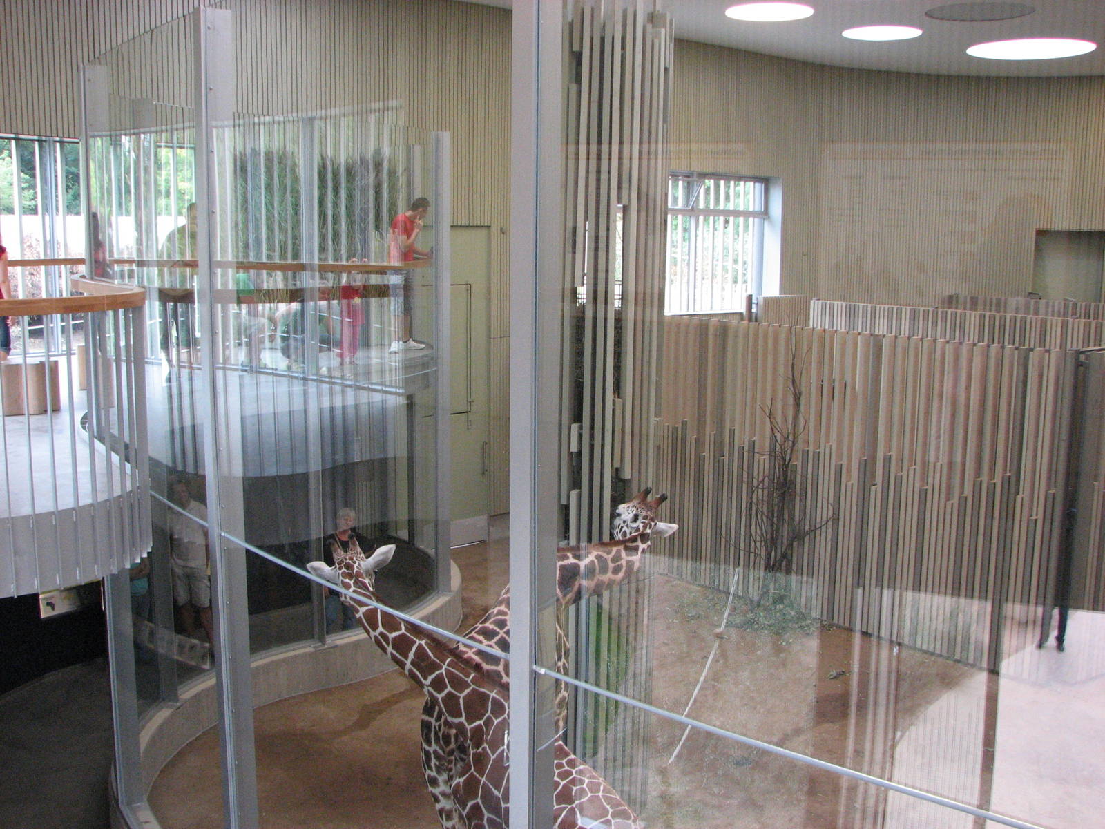 Dresden Zoo 2008 - Upper level of the indoor Giraffe exhibit