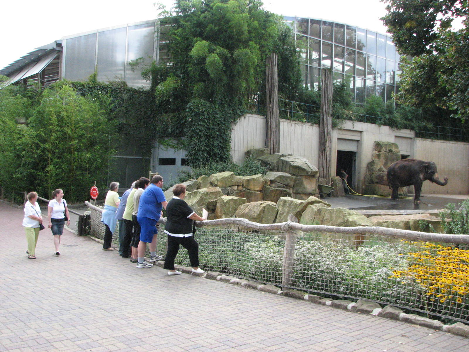 Dresden Zoo 2008 - Visitors observe an Asiatic Elephant outside the Africa
