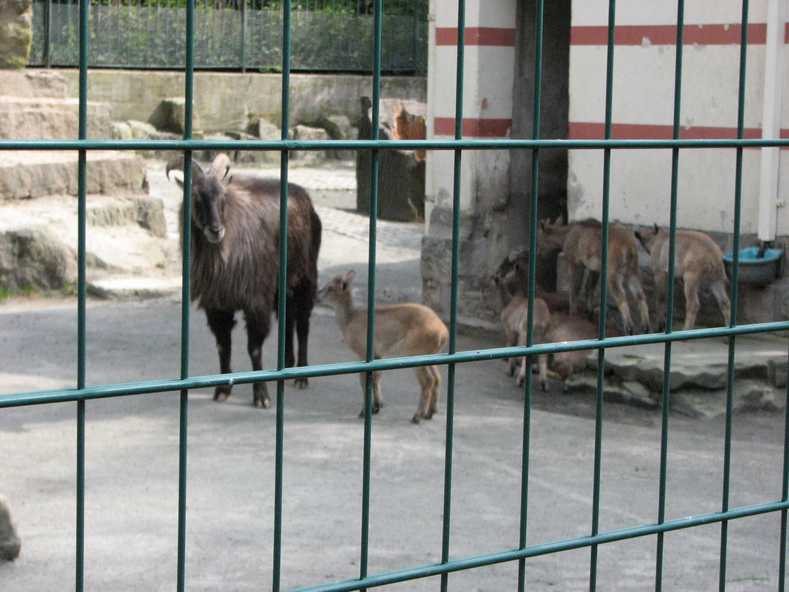 Dresden Zoo 2008 - West Himalayan Tahr group